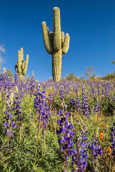 Arizona-Peridot Mesa Saguaro cactus and lupine flowers